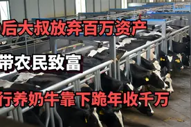 70后大叔放弃百万资产，转行养奶牛靠下跪年收千万，带农民致富视频封面