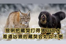 四川出现猞猁，把藏獒打得落花流水？难道凶狠的藏獒会如此不堪？视频封面