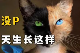 这猫真不是P的，天生长这样视频封面