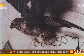 长沙：4000元买的苍鹰，驯养两个月人被抓了？原因是视频封面