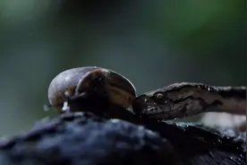 这条蛇在吃蜗牛方式很特别，与我们原先对蛇的印象很不一样。视频封面