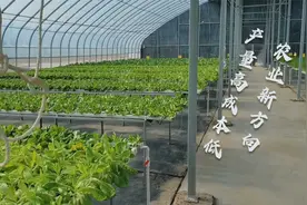 水里种菜，完全代替土壤，种植成本低产量高，能普及开吗？