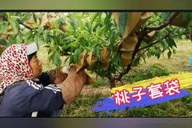 桃树套袋一个一毛，一天挣300块钱，三姐妹早晨不到五点就打上了