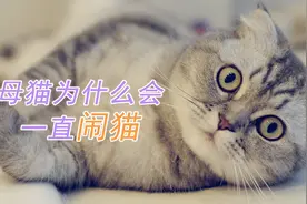 母猫为什么会一直闹猫
