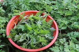 为老婆种的一园艾草，这样做一盘，她一周吃5次也不腻，清香味美视频封面