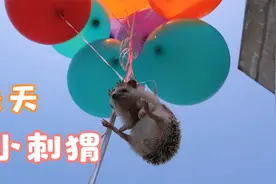 12个气球，我让刺猬飞起来了