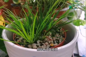 卫生间有点“小味道”，不妨养上这3“吸味花”，还能秒变绿植园视频封面