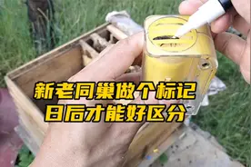 蜂王这样做标记以后才能分清同巢的新老蜂王视频封面