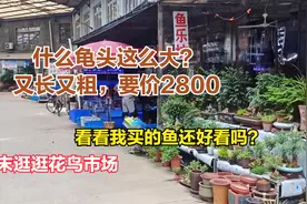 浙江宁波最大的花鸟市场，乌龟要价2800太贵，最后只买了几条小鱼视频封面