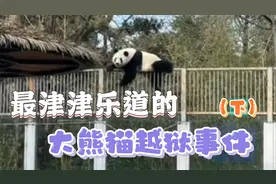 空前但不知道会不会绝后！大熊猫萌兰高光越狱名场面！（下）