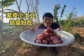 云南紫皮土豆农村的顶级美食，先煮再油炸比薯条还好吃，老少皆宜