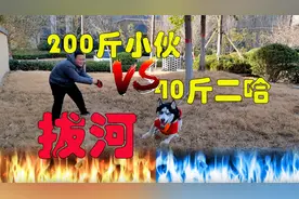 小伙和雪橇犬拔河比赛，二哈使出洪荒之力，差点把小伙干报废，逗视频封面