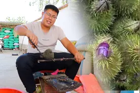 鸡头籽你见过吗？强子拿根铁棍一会剥一盆，多吃可以健脾养胃