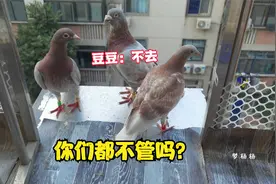 小信鸽还没有学会飞，就掉落在4楼窗台上了，这可怎么办？