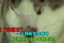 猫版“林黛玉”，猫咪一天到晚哭哭啼啼，还因压力过大导致秃头！视频封面