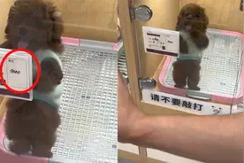 宠物店标价3千的泰迪，卖力表演疯狂推销自己：为了美好新生活视频封面