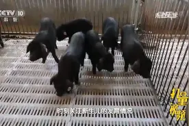 见识下青峪猪生产过程！母猪一胎生十只，成活率达90%|走近科学视频封面