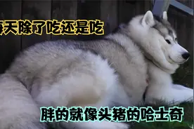 对拆家不感兴趣的哈士奇，每天只知道吃，硬是把自己吃成了一头猪