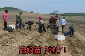 黑龙江农村零上30度的高温，开始栽菇娘果，爸妈找了15个亲戚帮工视频封面