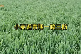 小麦返青拔节期做好一喷三防，杀虫、治病、抗倒一遍解决视频封面