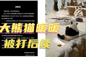 马来西亚回国大熊猫暖暖被打后续，工作人员被开除，动物园道歉视频封面