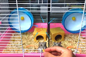 铲屎官给仓鼠喂食时发现，笼子里面有血迹，熊大到底发生了什么？视频封面