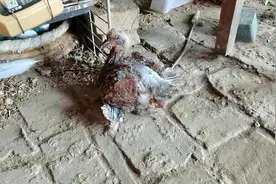 元宝鸽子和落地王鸽子杂交，出的幼鸽又大又好