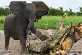 鳄鱼捕食的瞬间,动物界三大王者 巅峰对决高手过招!视频封面