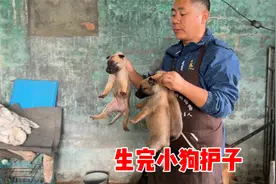 母狗生完小狗护崽怎么办？记住以下几点，轻松解决养宠难题视频封面