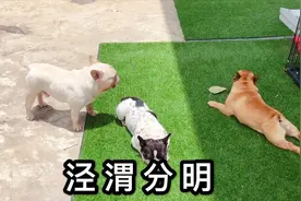 同是法斗却有截然不同性格，酷爱晒太阳VS见光死！视频封面