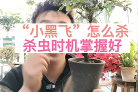 “小黑飞”怎么杀干净？杀虫技巧分享视频封面