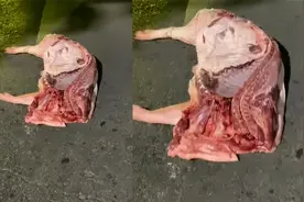 男子路上捡到半扇猪肉，等待2小时没等到失主，随后举动网友笑了视频封面
