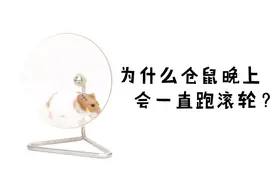 为什么仓鼠晚上会一直跑滚轮？原因主要有两点，看完真是长知识了
