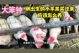 刚出生的小羊羔买过来，应该怎么养？视频封面