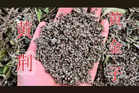 山里宝藏植物黄荆，种子又叫“黄金子”，妙用与好处了解吗？