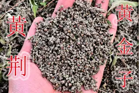 山里宝藏植物黄荆，种子又叫“黄金子”，妙用与好处了解吗？视频封面