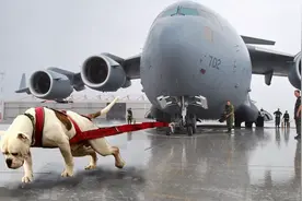 比特犬有多强悍？用2059公斤重物测试拉力，不愧是狗中王者！