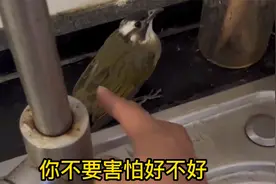 今天厨房来了不速之客，听我说谢谢你，因为有你，充实了我的厨房视频封面