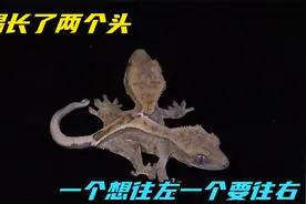蜥蜴长了两个头，一个想往左一个要往右，昨整#奇妙的动物#视频封面