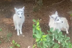 女子路边偶遇白狐，大眼睛长睫毛像化了妆一样：它好像在发光啊视频封面