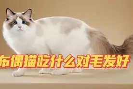 布偶猫吃什么对毛发好？主人可以给它投喂这些食物