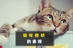 猫咪撒娇的四大表现，你了解吗？