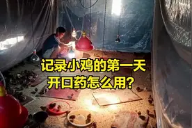 纯种土鸡脱温的第一天，鸡哥给它们喂开口药，养鸡还真讲究