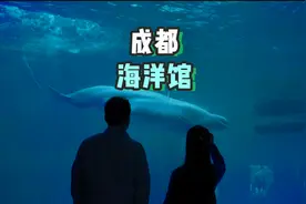 成都的海昌海洋公园也太浪漫了，除了遛娃，还特别适合情侣约会~视频封面