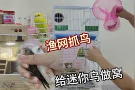 渔网抓鸟，给鸟做窝！和鹦鹉混养的珍珠鸟终于有家了，换鸟喂食器