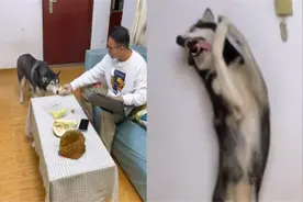 狗子看见主人吃榴莲捂嘴忍不住想吐，网友：奥斯卡欠他一座小金人视频封面