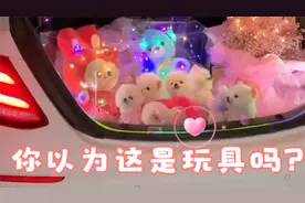 男友送的宠物狗狗，差点以为是玩具，太爱了！视频封面