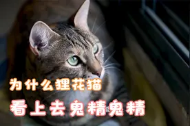 为什么狸花猫看上去比别的猫精明？