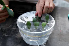玉树叶片快速生根，不用土，也能繁殖一大盆视频封面