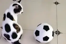 “山海经动物大赏”视频封面